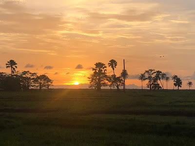 Día 8: Puesta de sol entre campos de arroz (4/8/18) #FamilySenegal18