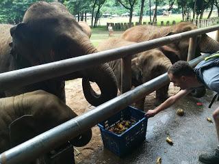 A los elefantes ni tocarlos