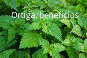 Ortiga ¿Conoces sus beneficios?