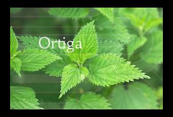 Infusiones de ortiga para adelgazar