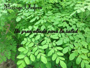 Moringa, un gran aliado para nuestra salud! Moringa, un gran aliado para nuestra salud!
