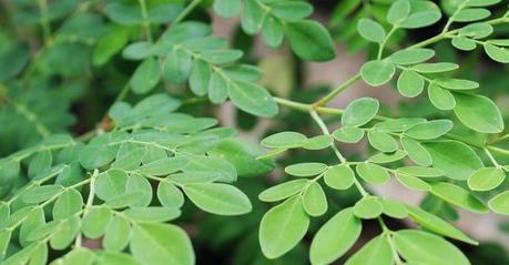 Propiedades de la moringa