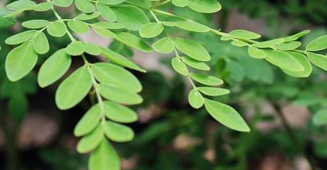 ¿La moringa ayuda a adelgazar?