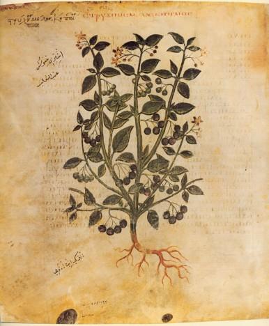 La increíble historia de Francisco Hernández de Toledo 1571…la primera expedición científica de la historia moderna (I)