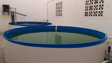Instalación de una piscina natural en nuestra nueva oficina