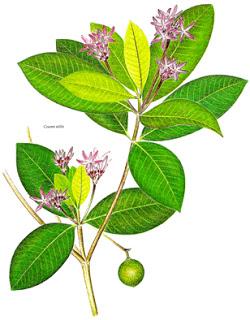 Nota de Duelo: Adiós a Bruno Manara, insigne botánico de Venezuela