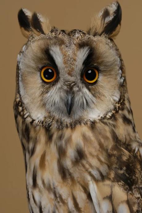 Fujifilm presenta la X-T3 con un sensor X-Trans de 26 megapíxeles y video 4K / 60p