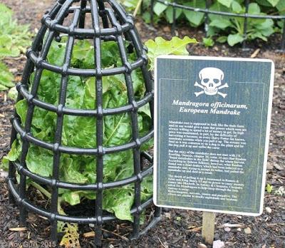 Poison Garden: un jardín sólo de plantas venenosas.