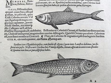 La increíble historia de Francisco Hernández de Toledo 1571…la primera expedición científica de la historia moderna (II)