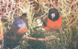 Peligro Crítico Del Cardenalito (Carduelis Cucullata)