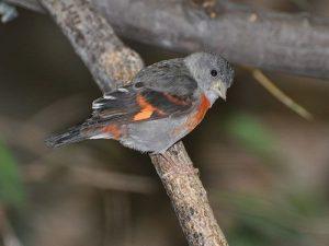 Peligro Crítico Del Cardenalito (Carduelis Cucullata)