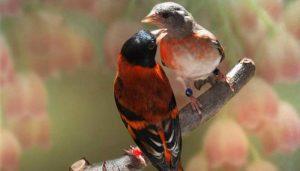 Peligro Crítico Del Cardenalito (Carduelis Cucullata)