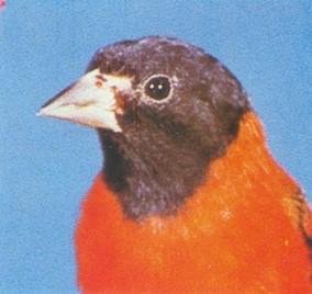 Peligro Crítico Del Cardenalito (Carduelis Cucullata)