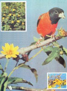 Peligro Crítico Del Cardenalito (Carduelis Cucullata)