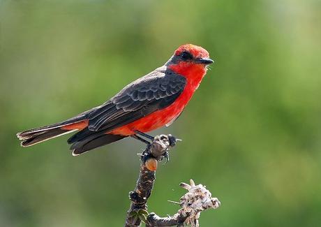 Peligro Crítico Del Cardenalito (Carduelis Cucullata)