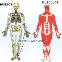 Nuevas Herramientas para evaluar Huesos, Articulaciones y Músculos