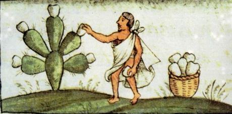 La increíble historia de Francisco Hernández de Toledo 1571…la primera expedición científica de la historia moderna (III)