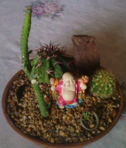 Especies Hermosas Suculentas Y Cactus.