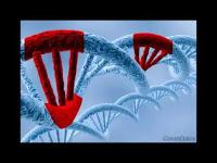 Porque se presentan síntomas diferentes de una misma Enfermedad