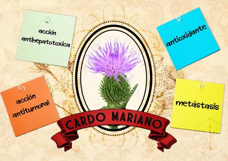 Cardo Mariano un potente antitumoral!