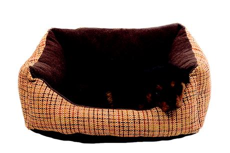 ¿Los perros sueñan? ¿Con qué?