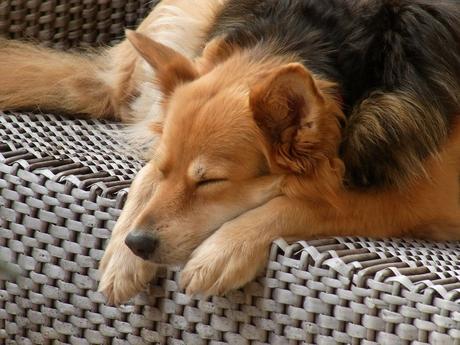 ¿Los perros sueñan? ¿Con qué?