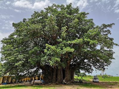 Día 14: A propósito de baobabs sagrados para volver (10/8/18) #FamilySenegal18