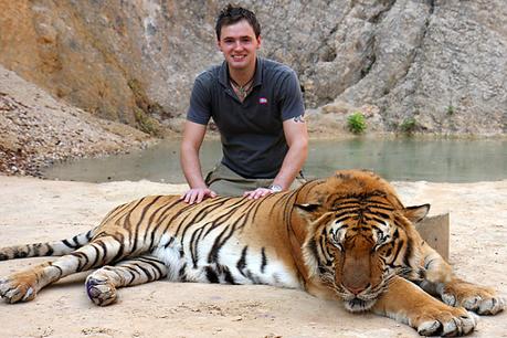 Tigres en Tailandia Tigres en Tailandia