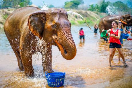 Elefantes en Tailandia