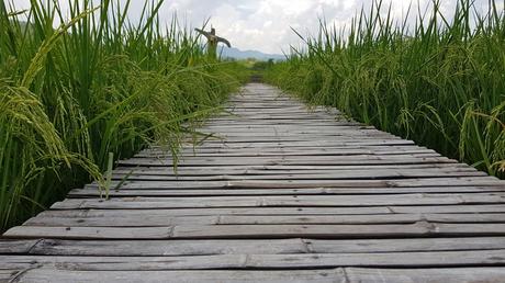 Campo de Arroz - Norte de Tailandia