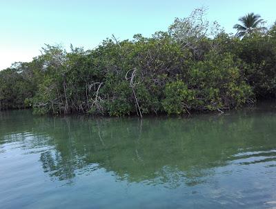 Manglares, Isla Saona, República Dominicana, vuelta al mundo, round the world, mundoporlibre.com