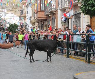 EL TORO DE CUERDA DE CARCABUEY RATIFICA EL AUGE DE LOS FESTEJOS POPULARES EL TORO DE CUERDA DE CARCABUEY RATIFICA EL AUGE DE LOS FESTEJOS POPULARES