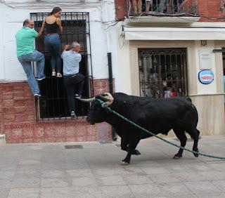 EL TORO DE CUERDA DE CARCABUEY RATIFICA EL AUGE DE LOS FESTEJOS POPULARES EL TORO DE CUERDA DE CARCABUEY RATIFICA EL AUGE DE LOS FESTEJOS POPULARES