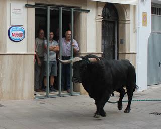 EL TORO DE CUERDA DE CARCABUEY RATIFICA EL AUGE DE LOS FESTEJOS POPULARES EL TORO DE CUERDA DE CARCABUEY RATIFICA EL AUGE DE LOS FESTEJOS POPULARES