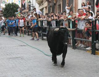 EL TORO DE CUERDA DE CARCABUEY RATIFICA EL AUGE DE LOS FESTEJOS POPULARES EL TORO DE CUERDA DE CARCABUEY RATIFICA EL AUGE DE LOS FESTEJOS POPULARES