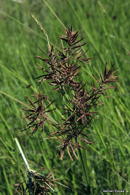 Cebollín (Cyperus corymbosus)