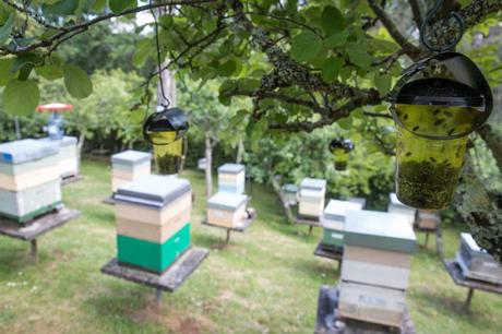 Los apicultores gallegos piden armas biológicas para combatir a la avispa velutina