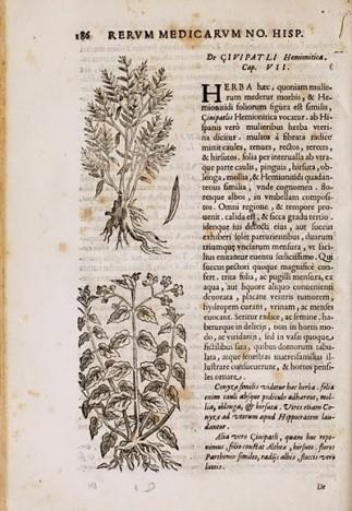 La increíble historia de Francisco Hernández de Toledo 1571…la primera expedición científica de la historia moderna (y IV)