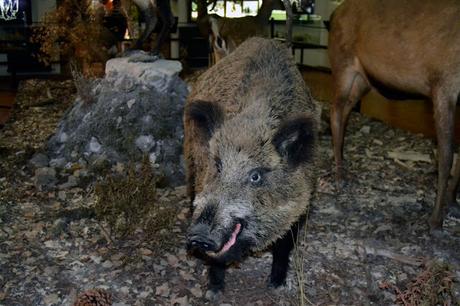 RUTA EN COCHE POR LA SIERRA DE CAZORLA, SEGURA Y LAS VILLAS