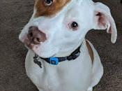 Conoce Historia desgarradora perro Ivor