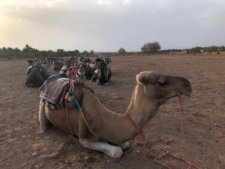 Fabtravels: Marrakech - Desierto de Zagora