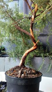 Proyecto Junipero 2: trabajando el tronco Proyecto Junipero 2: trabajando el tronco