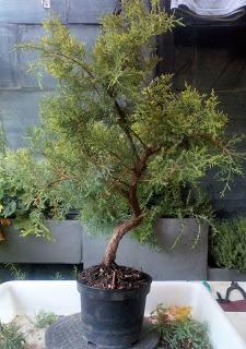 Proyecto Junipero 2: trabajando el tronco