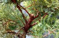 Proyecto Junipero 2: trabajando el tronco Proyecto Junipero 2: trabajando el tronco