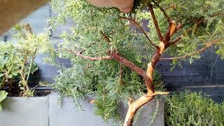 Proyecto Junipero 2: trabajando el tronco Proyecto Junipero 2: trabajando el tronco