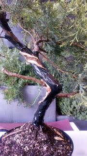 Proyecto Junipero 2: trabajando el tronco Proyecto Junipero 2: trabajando el tronco