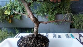 Proyecto Junipero 2: trabajando el tronco Proyecto Junipero 2: trabajando el tronco