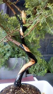 Proyecto Junipero 2: trabajando el tronco Proyecto Junipero 2: trabajando el tronco