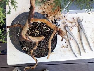 Proyecto Junipero 2: trabajando el tronco Proyecto Junipero 2: trabajando el tronco