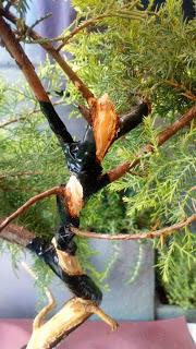 Proyecto Junipero 2: trabajando el tronco Proyecto Junipero 2: trabajando el tronco